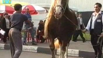 Dark horse flaunting his enormous dick outdoors