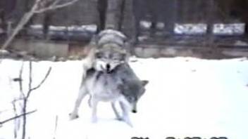 Two wolves are fucking outdoors in the snow