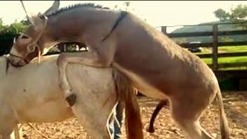 Hot compilation of horses fucking for zoo porn lovers