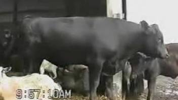 Farm animals are filmed all together on a camera
