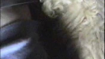 Guy screws ewe and savors authentic climax within the creature's pussy