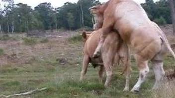 Muscular bulls is fucking cows outdoors on a field