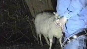 Lustful sheep is giving this guy a fantastic blowjob