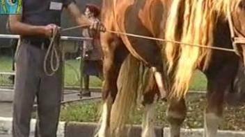 Voyeur-style video showcasing a stallion boner