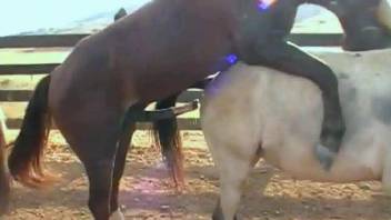 Passionate horses are making love to each other