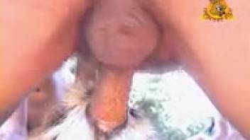 Horny feline is blowing and tonguing her master's cock