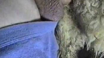 Hung guy fucking a sheep's sexy pussy from behind