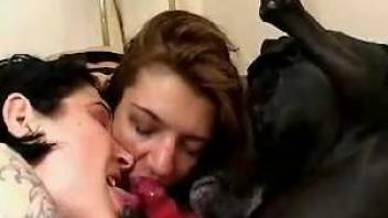 Two babes sharing a throbbing red dog boner on cam