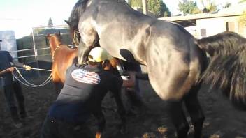 Sexy mare's pussy gets ripped by a huge stallion cock