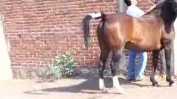 Explicit outdoor equine intercourse video for bestiality enthusiasts