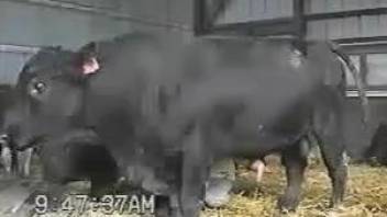 Horny bull makes the delight for a zoophilia lover