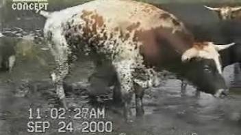 Live cow cams thrilling fans of bestiality adult videos