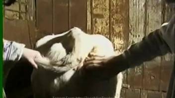 Guy pounding a sexy beast's massive pussy