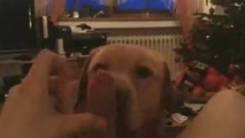 Stunning Labrador dog licks its owner's dick in the house