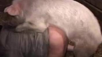 Pig with a weird cock fucking a big booty zoophile