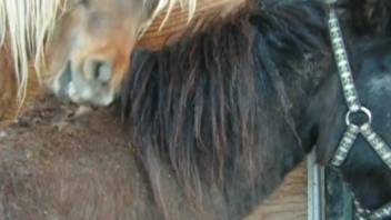 Filthy animal lover jerks off enormous horse's dick