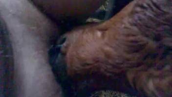 Guy receives an excellent oral pleasure from an attractive beast in first-person view.