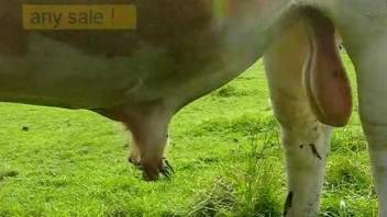 Take a look at bull's big balls and massive cock