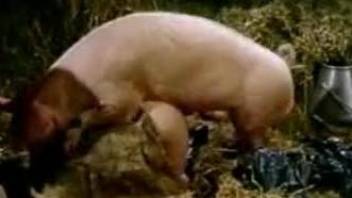 Kinky pig plows a seductive retro country girl