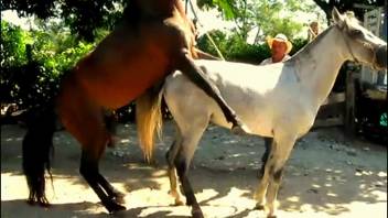 Pair of hot horses banging wildly in an outdoor video