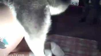 Sexy babe in white socks getting pounded hard by a dog