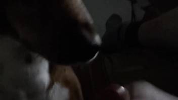 Guy receives oral pleasure at night from his faithful pup