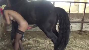 Brunette in stockings getting fucked by a black horse