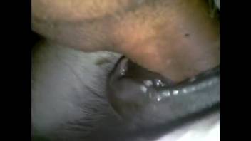 Guy pounding that beast's opening with his bushy dick