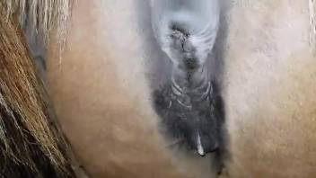 Horse pussy plowed in a perfect fashion in a closeup vid