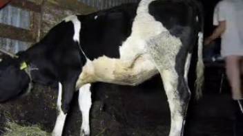 Horny guy banging a super hot cow from the rear