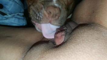 Cute dog cannot stop eating delicious pussy in POV