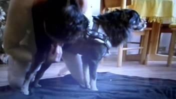 Super-sexy dog enjoying a super-passionate handjob