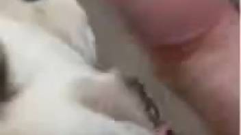 Guy receives an enjoyable oral pleasure from a highly perverted pooch