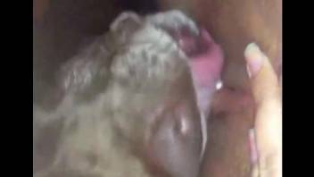 Compilation of amateur bestiality with horny dogs