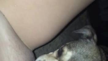 Moist vagina being tongued by a perverted aroused pup