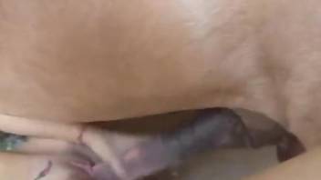 Horse cock stretching a beauty's very wet vagina