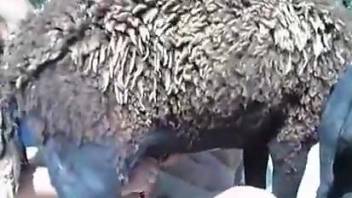Sexy sheep pounding a pretty Latina in an outdoor video