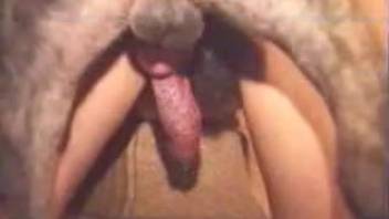 Bushy snatch cougar banged by a hound next to an ordinary pair