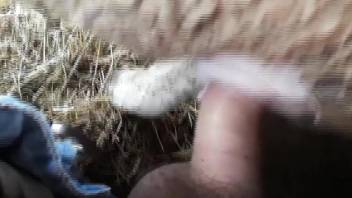 Hot dude fucking a sexy sheep from behind to orgasms