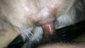 Guy shoves his stiff dick far into a beast's rear end