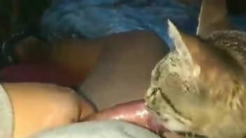 Sexy kitty licking a guy's really hot penis on camera