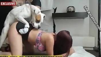 Redheaded gal getting fucked happily by a mutt