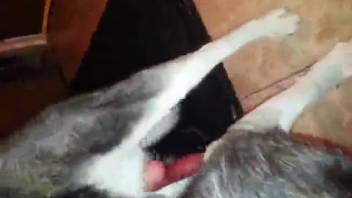 Guy delivers a pleasurable manual stimulation to his alluring dog with a red penis