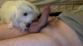 Guy's hairy cock getting pleasured by a dirty dog