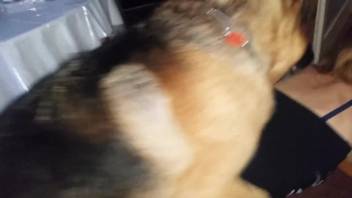 Bouncy ass chick getting screwed by a hot mongrel