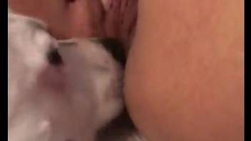 Dirty white mutt licking her pussy thoroughly