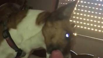 Arresting dog licking that delicious penis in POV