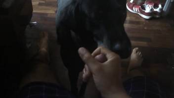 Dude jerks his hard dick in front of a kinky dog