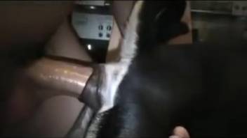 Guy penetrates his female dog's snug vagina from the rear