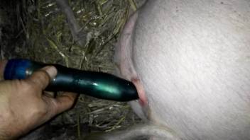 Dude fucking a pig's puss with a makeshift dildo